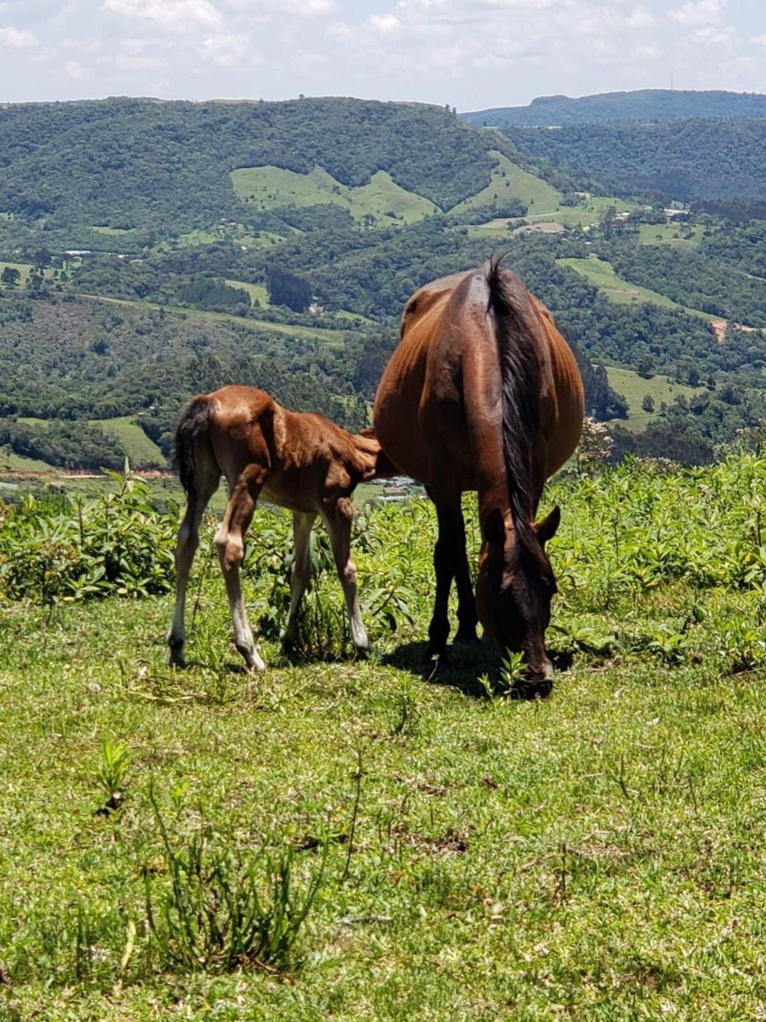 Rancho Sol Poente - Rancho Queimado - Scヴィラ エクステリア 写真